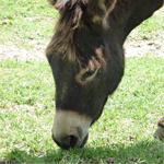 Découverte Animaux de la Ferme Ane