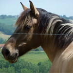 Découverte Animaux de la Ferme Cheval