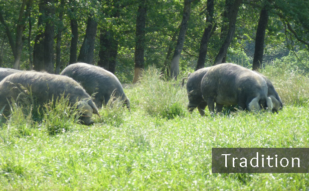 Porc Noir de Bigorre, tradition et élevage